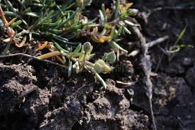 Attēlu rezultāti vaicājumam “Spergularia marina bud”