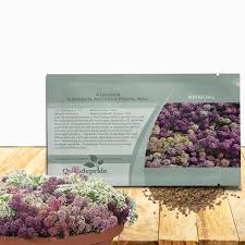 Attēlu rezultāti vaicājumam “Anthyllis maritima leaf”