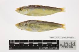 Image result for Alosa aestivalis