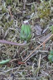 Attēlu rezultāti vaicājumam “Taraxacum suecicum leaf”