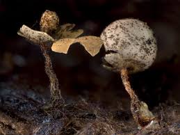 Attēlu rezultāti vaicājumam “Diderma floriforme macro”