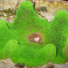 Attēlu rezultāti vaicājumam “Urocystis anemones”