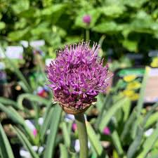 Attēlu rezultāti vaicājumam “Allium holandicum leaf”