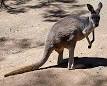 Red kangaroo - Wikipedia, the free encyclopedia