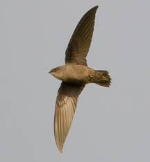 Image result for Chaetura pelagica