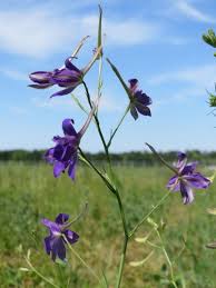 Attēlu rezultāti vaicājumam “Consolida regalis fruit”