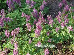 Attēlu rezultāti vaicājumam “Corydalis cava”