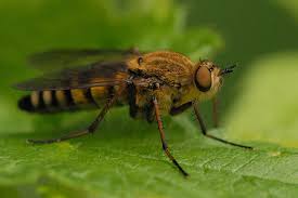 Attēlu rezultāti vaicājumam “Therevidae larva”