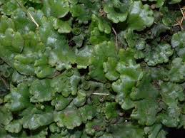 Attēlu rezultāti vaicājumam “Marchantia polymorpha”