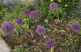 Attēlu rezultāti vaicājumam “Allium holandicum”