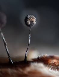 Attēlu rezultāti vaicājumam “Collaria arcyrionema macro”