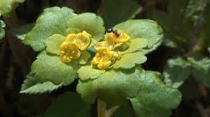 Attēlu rezultāti vaicājumam “Chrysosplenium alternifolium”