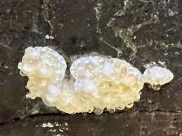 Attēlu rezultāti vaicājumam “Willkommlangea reticulata macro”