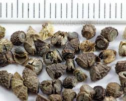 Image result for Malva sylvestris var. mauritiana