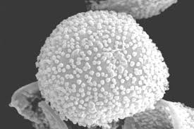 Attēlu rezultāti vaicājumam “Lamproderma pseudomaculatum macro”