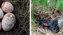 Attēlu rezultāti vaicājumam “Phylloscopus trochilus nest”