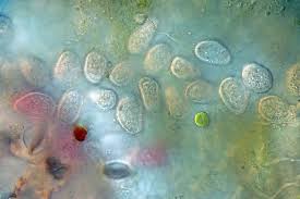 Attēlu rezultāti vaicājumam “Pucciniastrum areolatum”