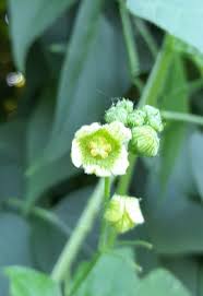 Attēlu rezultāti vaicājumam “Bryonia alba leaf”