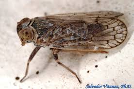 Attēlu rezultāti vaicājumam “Cixiidae”