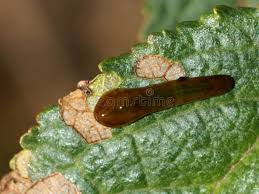 Attēlu rezultāti vaicājumam “Arctia caja larva”