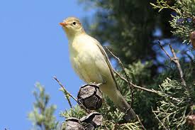 Attēlu rezultāti vaicājumam “Hippolais icterina adult”