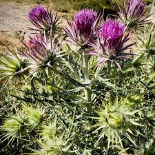 Image result for Ptilostemon afer