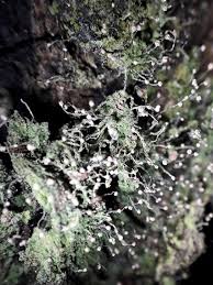 Attēlu rezultāti vaicājumam “Chaenotheca gracilenta”