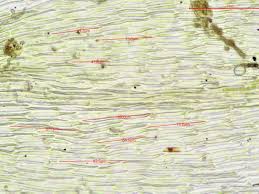 Attēlu rezultāti vaicājumam “Drepanocladus aduncus var. polycarpon”