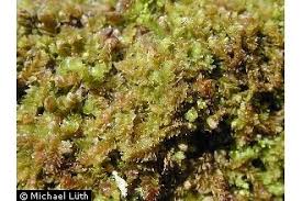 Attēlu rezultāti vaicājumam “Lophozia ascendens”