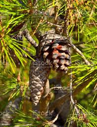 Attēlu rezultāti vaicājumam “Pinus ponderosa fruit”