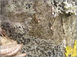 Attēlu rezultāti vaicājumam “Arthonia spadicea”