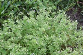 Attēlu rezultāti vaicājumam “Geranium pusillum flower”