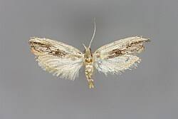 Attēlu rezultāti vaicājumam “Ypsolophidae”