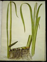 Image result for Acorus calamus