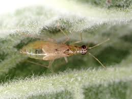 Attēlu rezultāti vaicājumam “Dicyphus sp.”