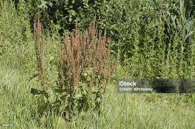Attēlu rezultāti vaicājumam “Rumex hydrolapathum”