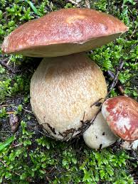Attēlu rezultāti vaicājumam “Boletus edulis”