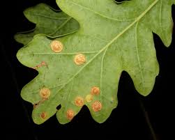 Attēlu rezultāti vaicājumam “Neuroterus quercusbaccarum”