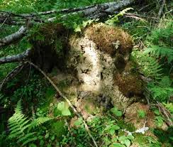 Attēlu rezultāti vaicājumam “Atrichum flavisetum”