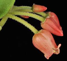 Attēlu rezultāti vaicājumam “Menziesia ferruginea”