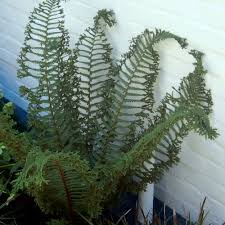 Attēlu rezultāti vaicājumam “Dryopteris affinis”