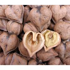 Attēlu rezultāti vaicājumam “Juglans ailanthifolia”