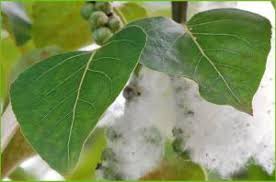 Attēlu rezultāti vaicājumam “Populus x gileadensis leaf”