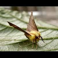 Attēlu rezultāti vaicājumam “Ennomos alniaria”