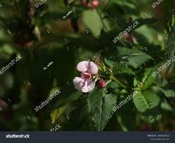 Attēlu rezultāti vaicājumam “Impatiens glandulifera leaf”