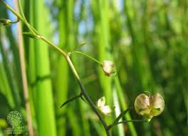 Attēlu rezultāti vaicājumam “Veronica scutellata bud”