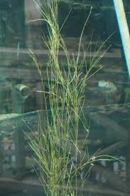 Attēlu rezultāti vaicājumam “Stuckenia filiformis bud”