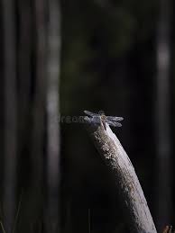 Attēlu rezultāti vaicājumam “Libellula quadrimaculata larva”