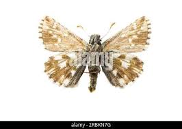 Attēlu rezultāti vaicājumam “Pyrgus serratulae upperside”