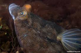 Image result for Pseudopleuronectes americanus